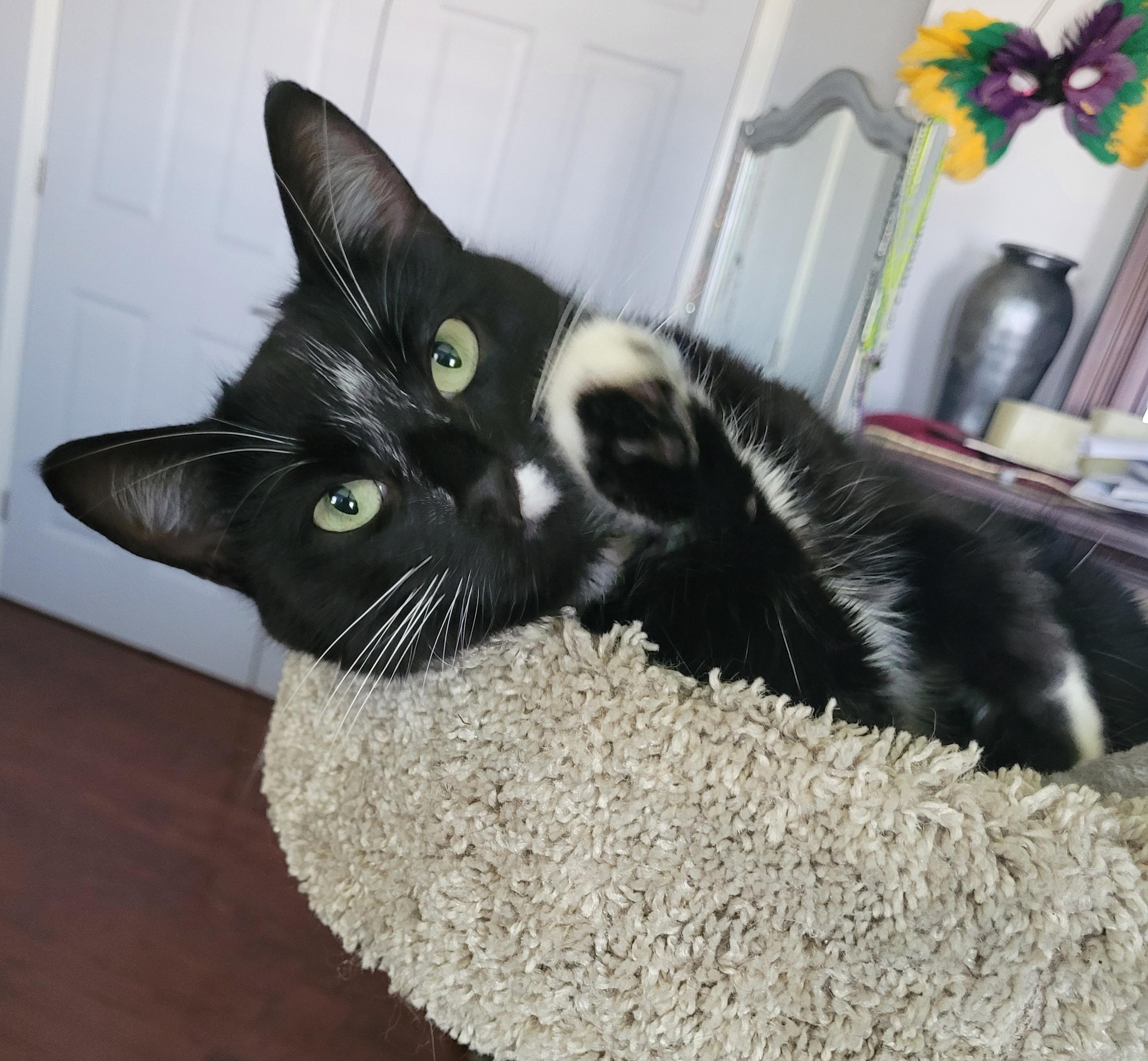 Darlene (f) 2yrs tuxedo, ADOPTABLE, Adult Female Domestic Short Hair.