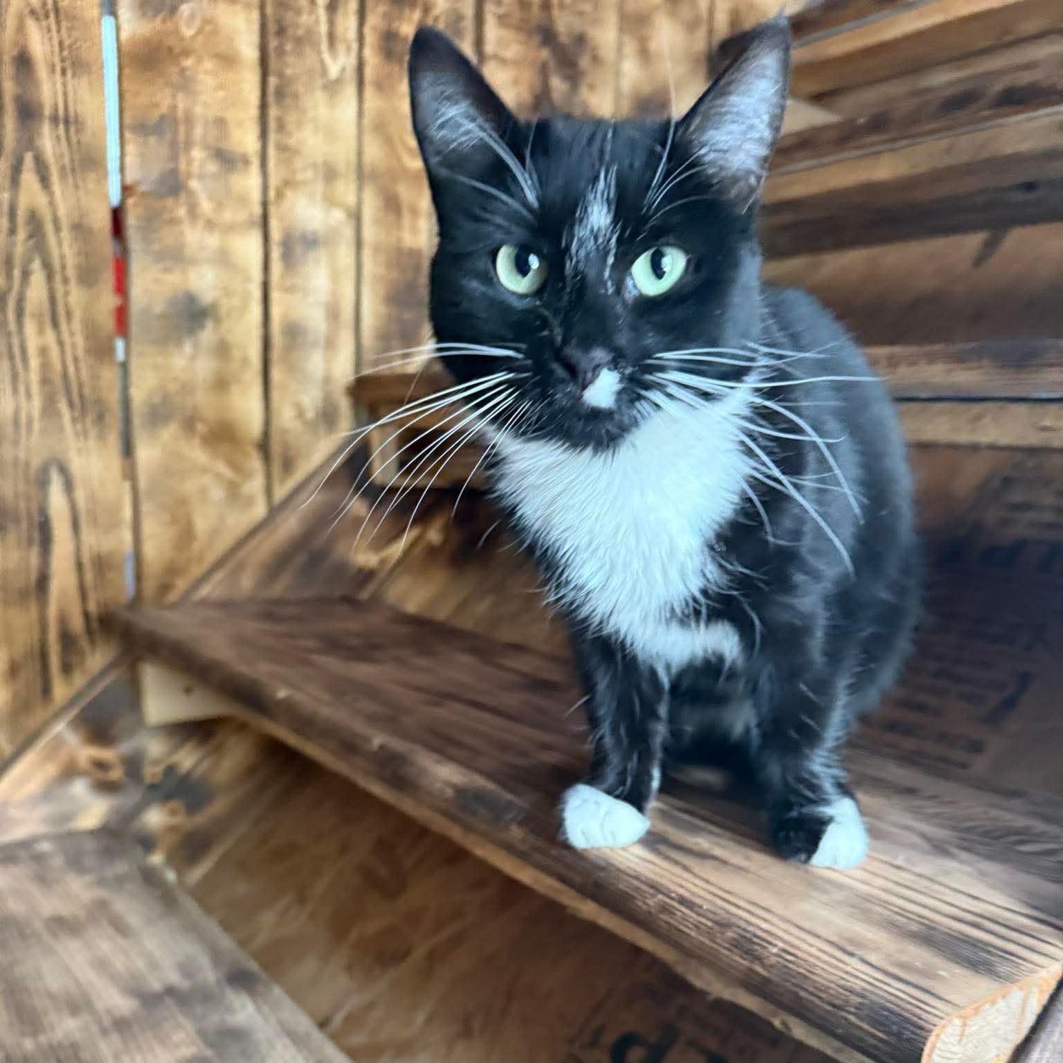 Darlene (f) 2yrs tuxedo, a ADOPTABLE Domestic Short Hair in Ottawa, ON image 4/6