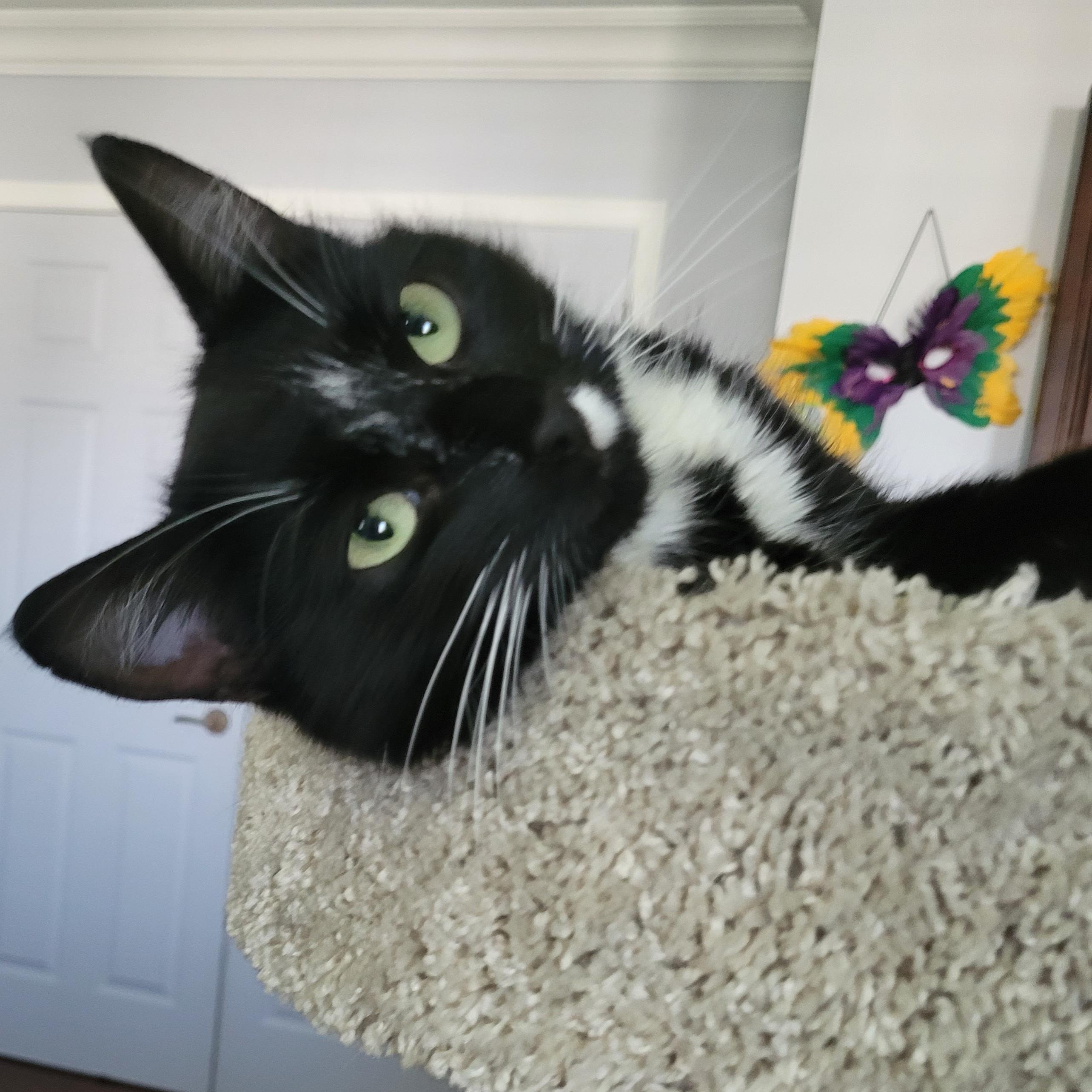 Darlene (f) 2yrs tuxedo, ADOPTABLE, Adult Female Domestic Short Hair.