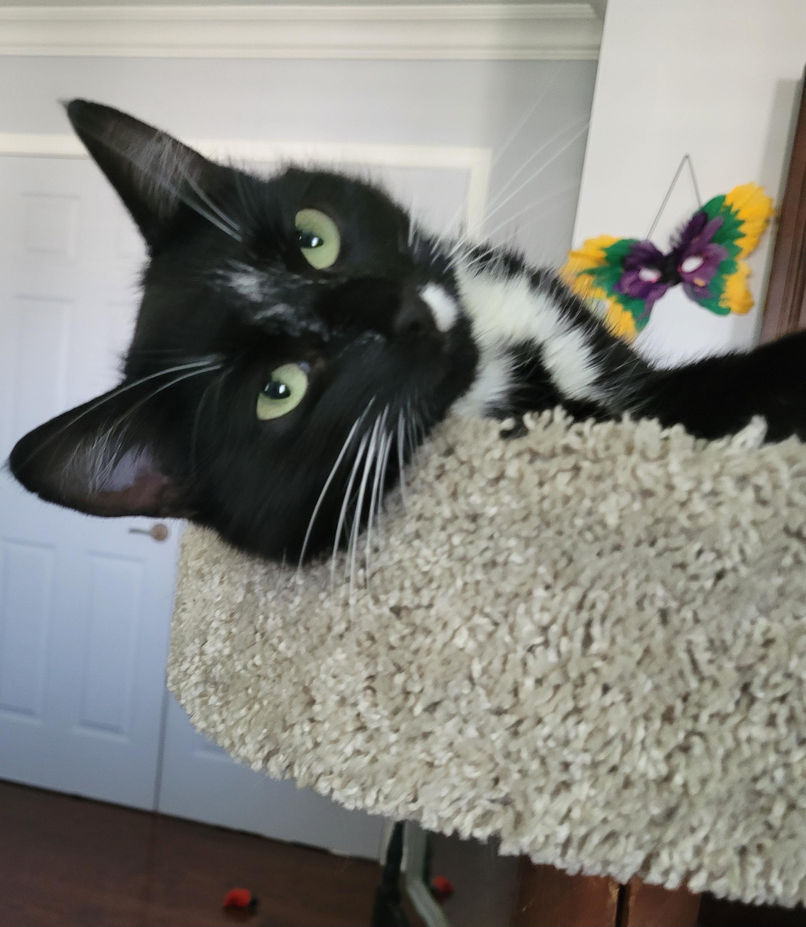 Darlene (f) 2yrs tuxedo, a ADOPTABLE Domestic Short Hair in Ottawa, ON image 6/6