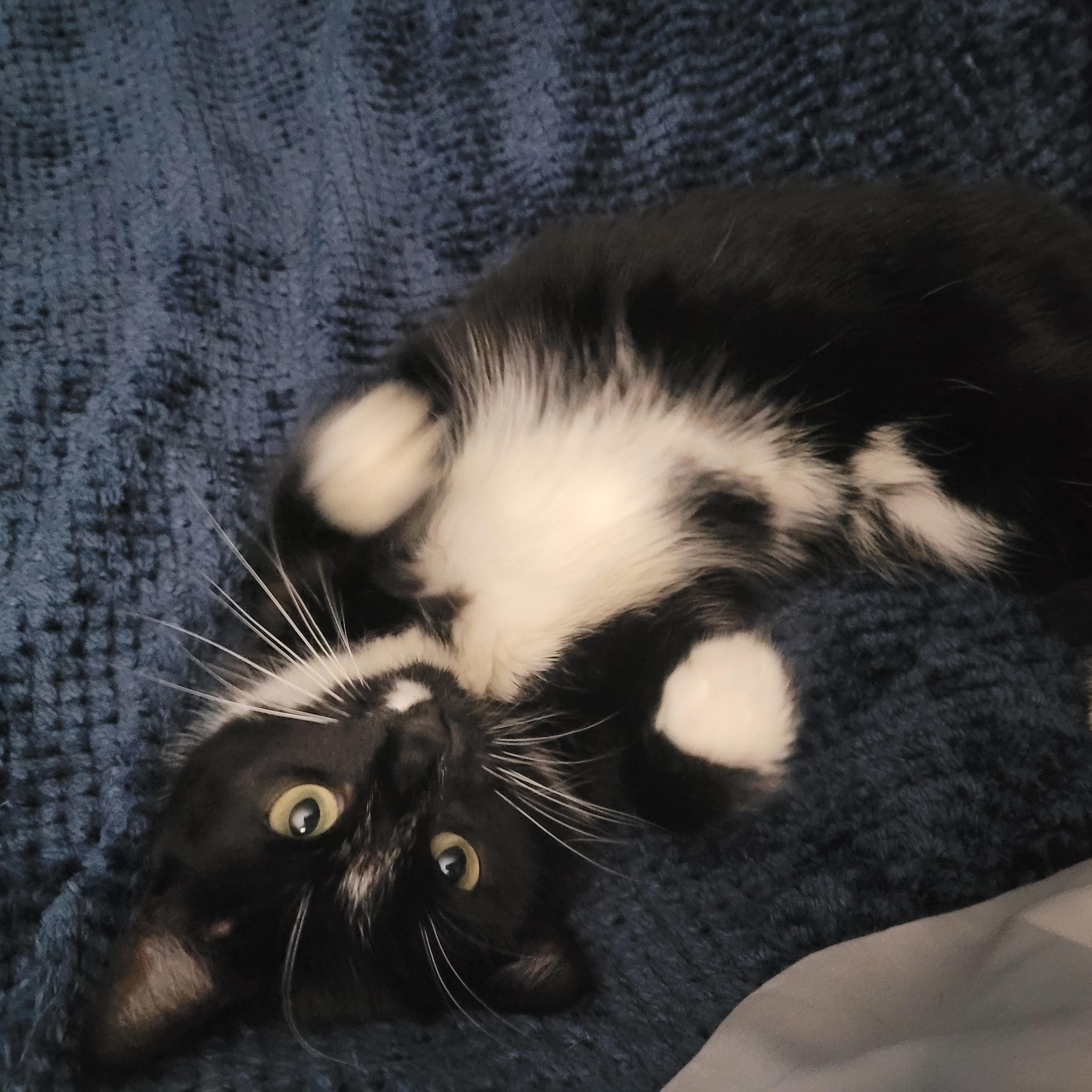 Darlene (f) 2yrs tuxedo, a ADOPTABLE Domestic Short Hair in Ottawa, ON image 2/6