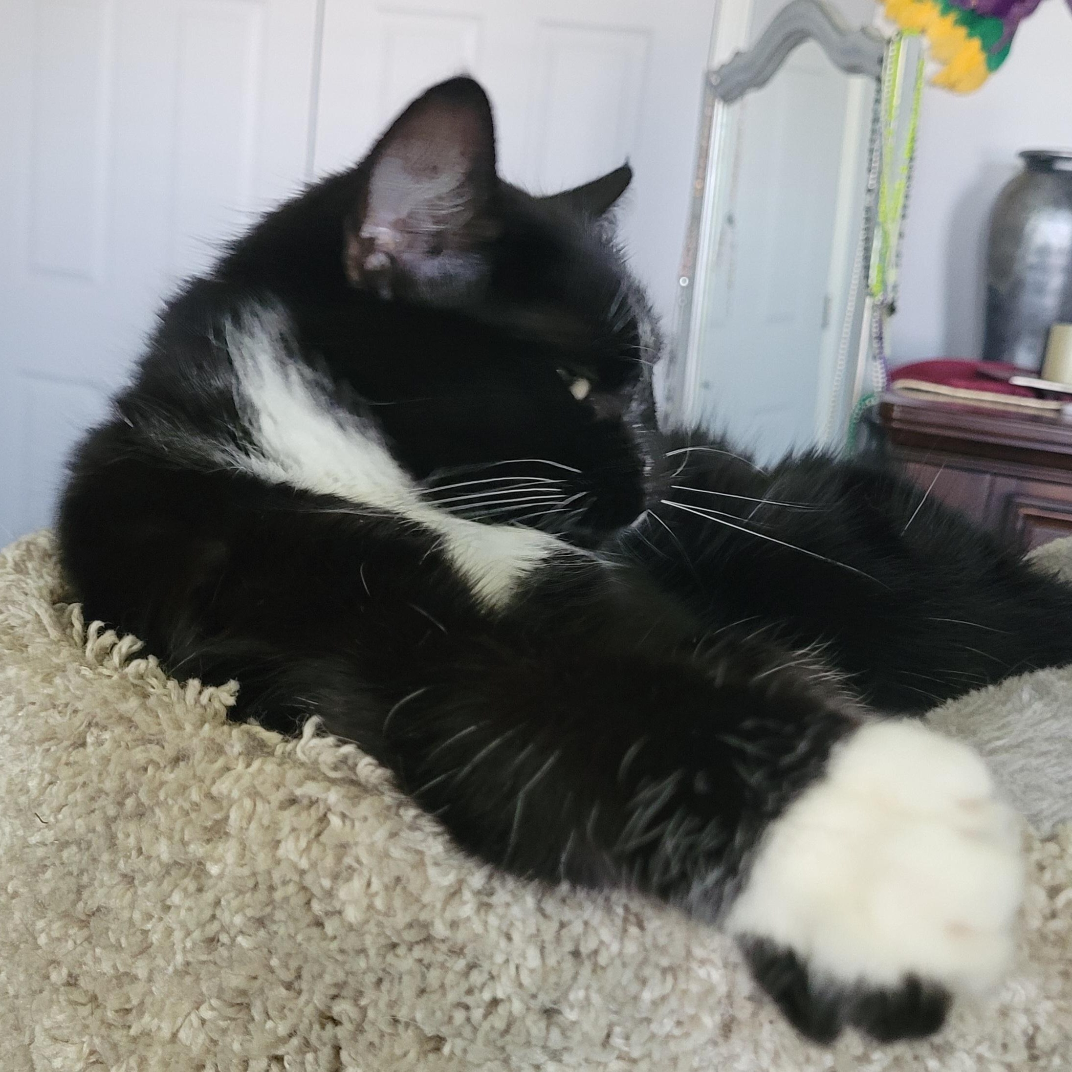 Enlarge Darlene (f) 2yrs tuxedo, a ADOPTABLE Domestic Short Hair in Ottawa, ON image 6/6