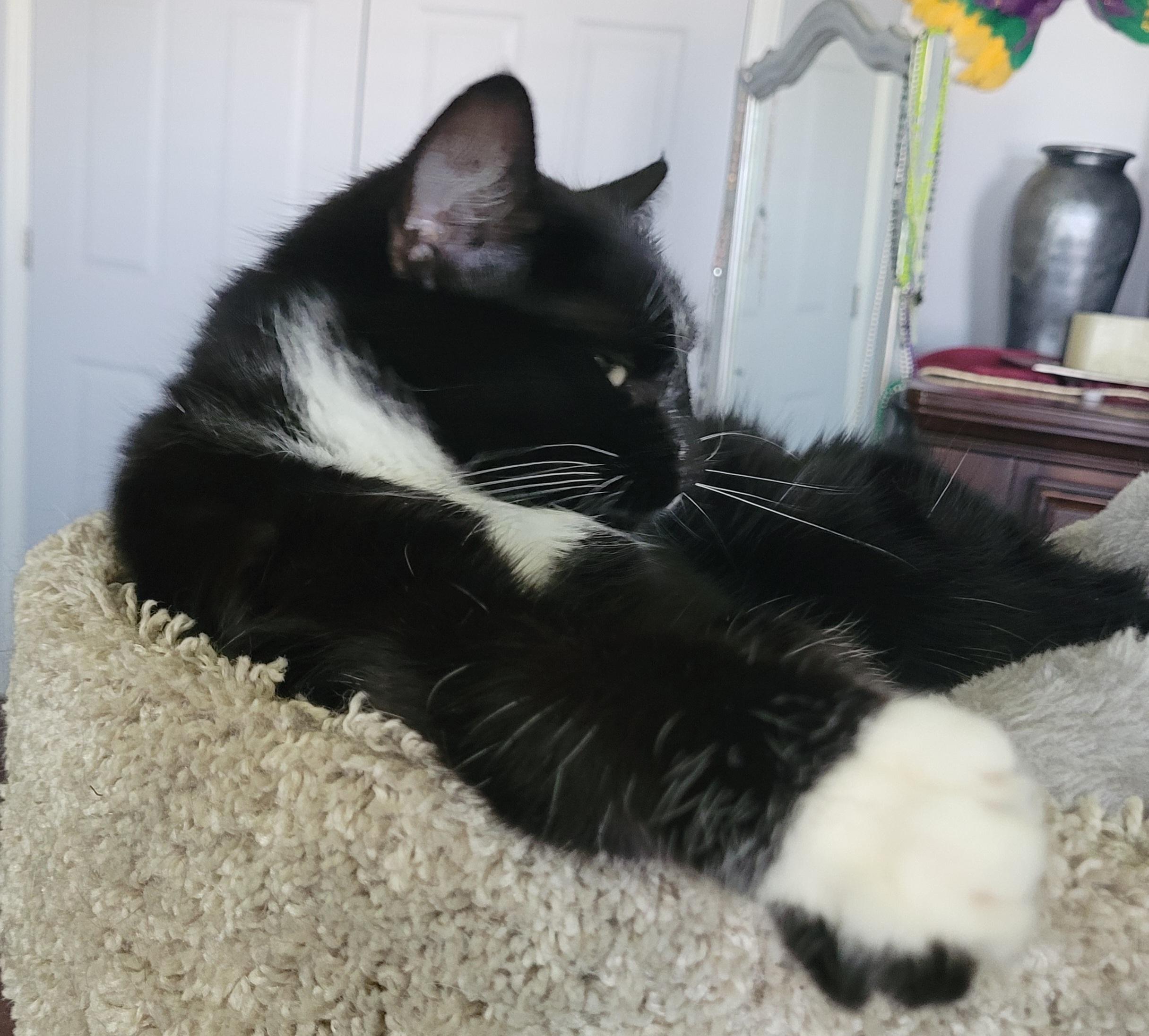 Darlene (f) 2yrs tuxedo, a ADOPTABLE Domestic Short Hair in Ottawa, ON image 5/6
