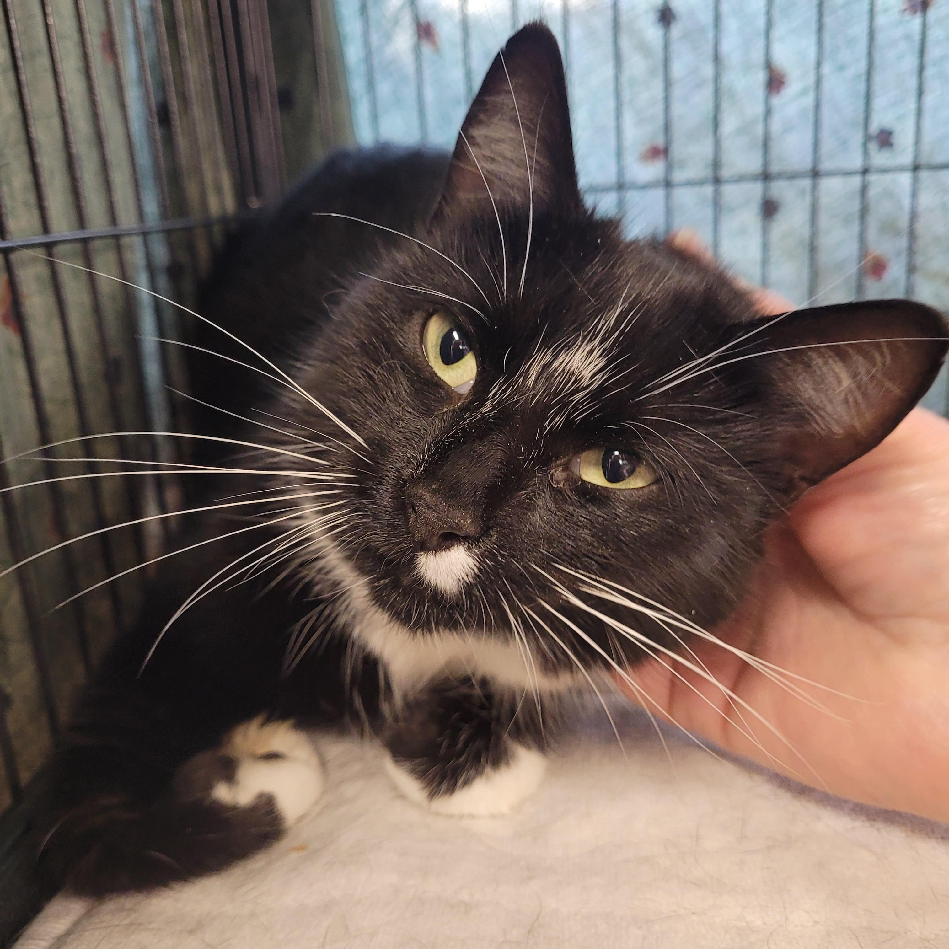 Darlene (f) 2yrs tuxedo, a ADOPTABLE Domestic Short Hair in Ottawa, ON image 3/6