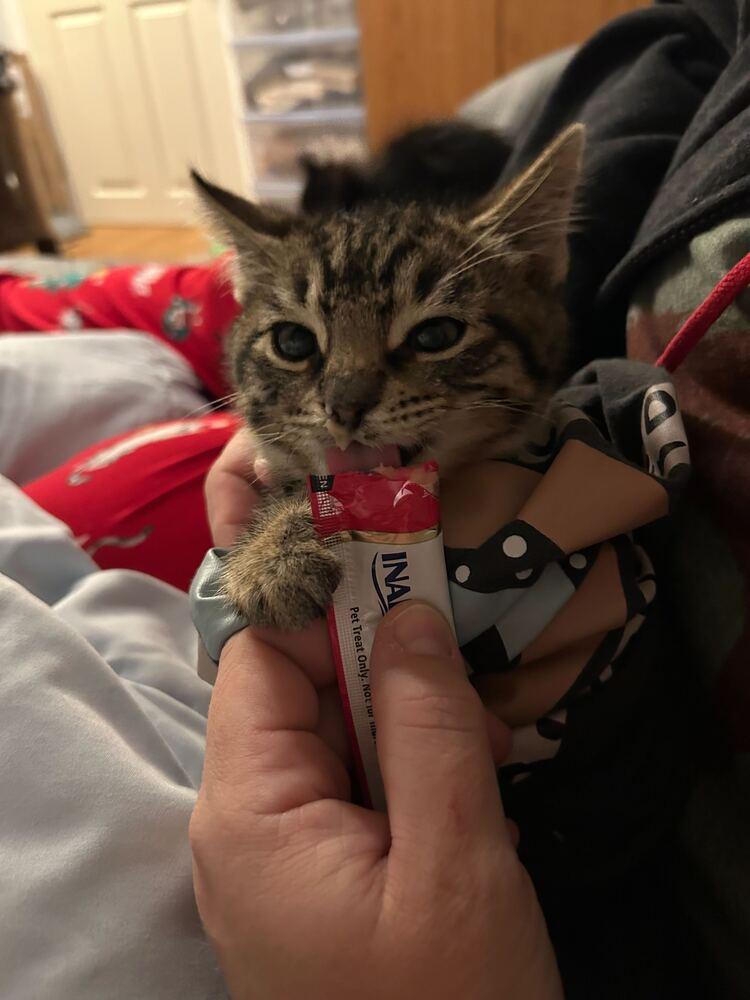 Cider, Adoptable, Kitten Male Domestic Short Hair.