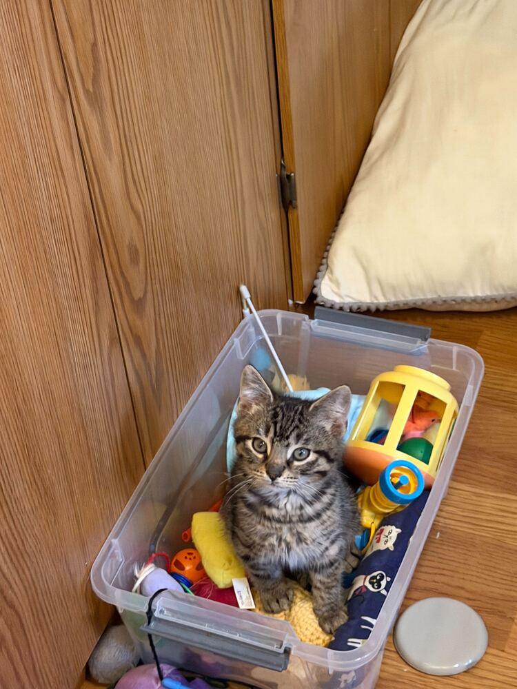 Cider, a Adoptable Domestic Short Hair in Milltown, NJ image 2/5