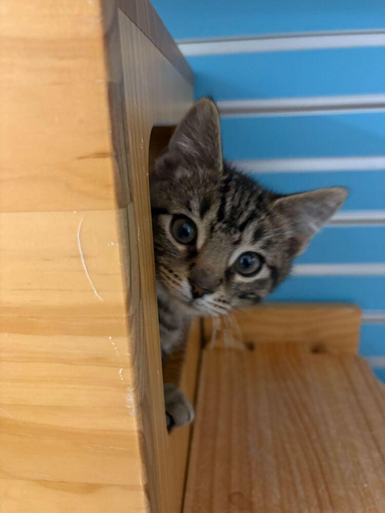 Cider, a Adoptable Domestic Short Hair in Milltown, NJ image 3/5