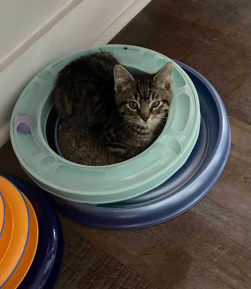 Cider, a Adoptable Domestic Short Hair in Milltown, NJ image 4/5