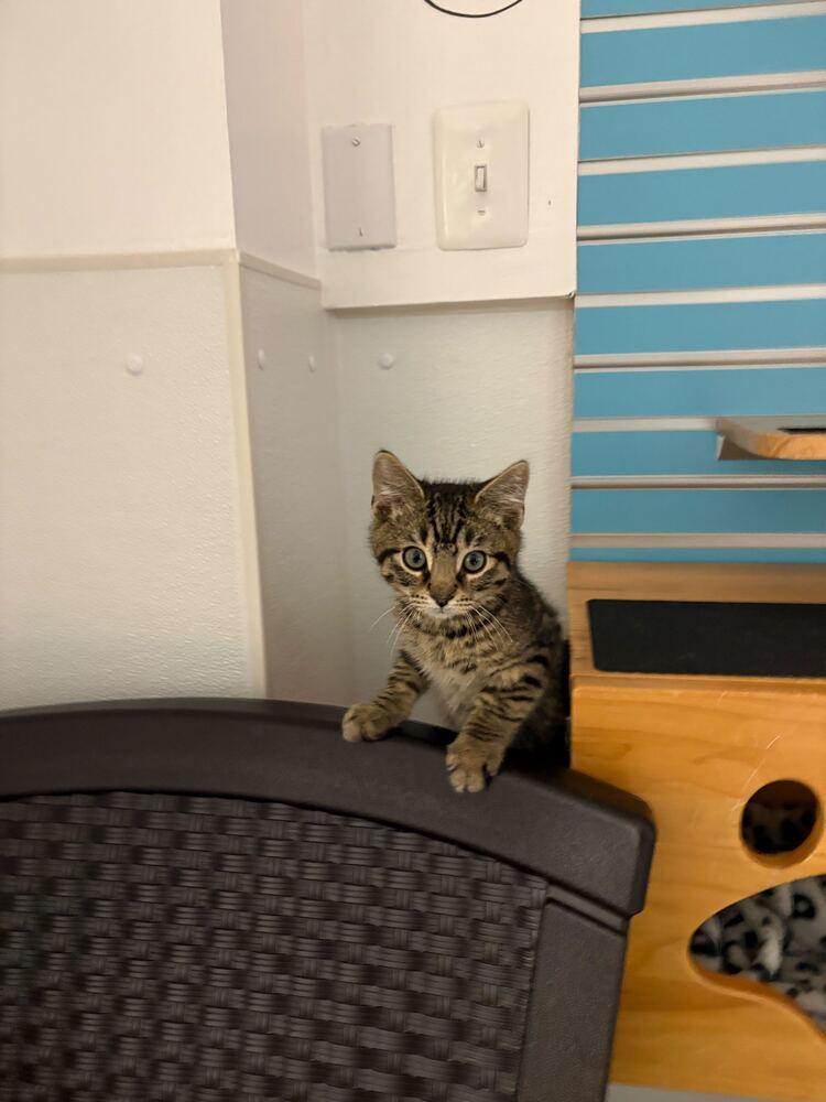 Cider, a Adoptable Domestic Short Hair in Milltown, NJ image 5/5