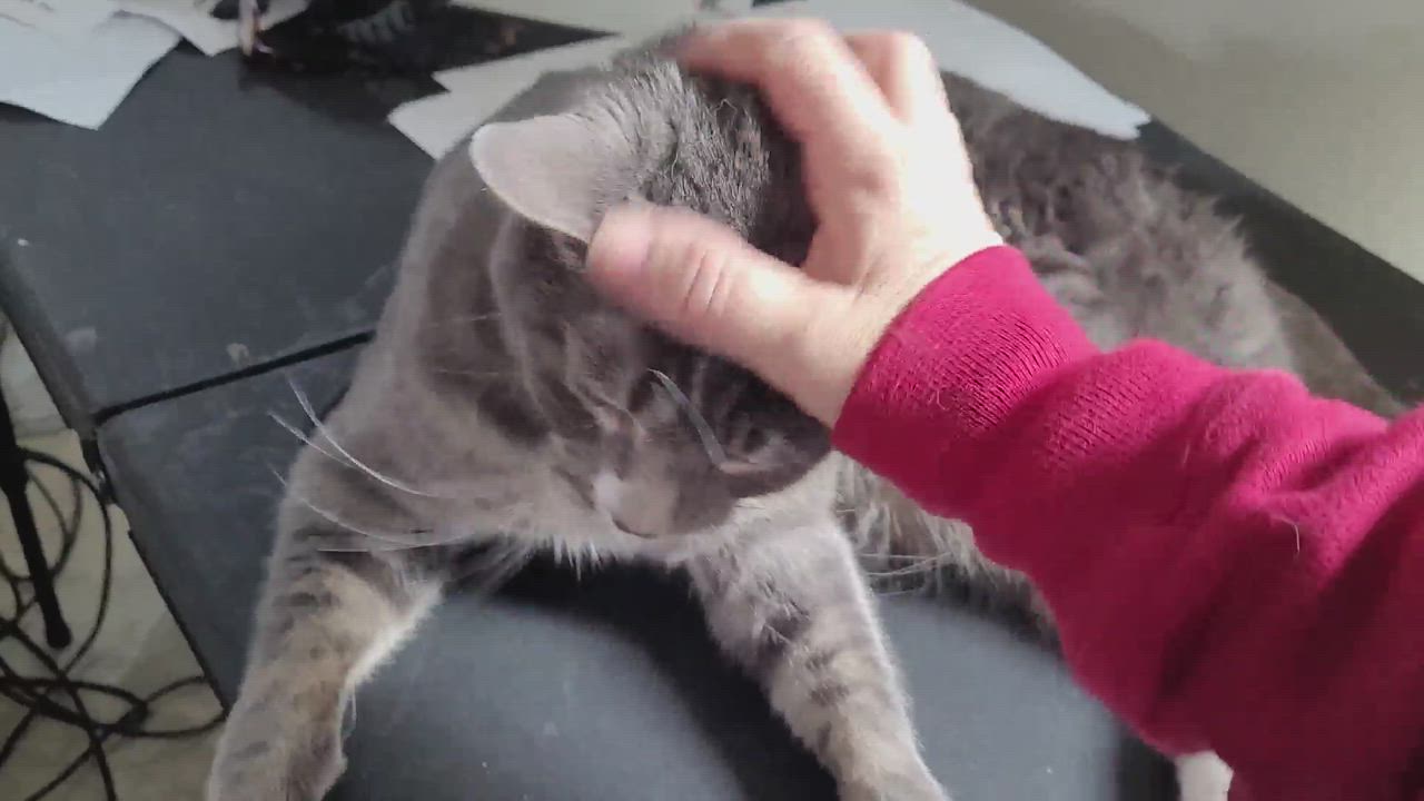 Enlarge Norman, a Adopted mixed breed in Chalfont, PA video 4/7