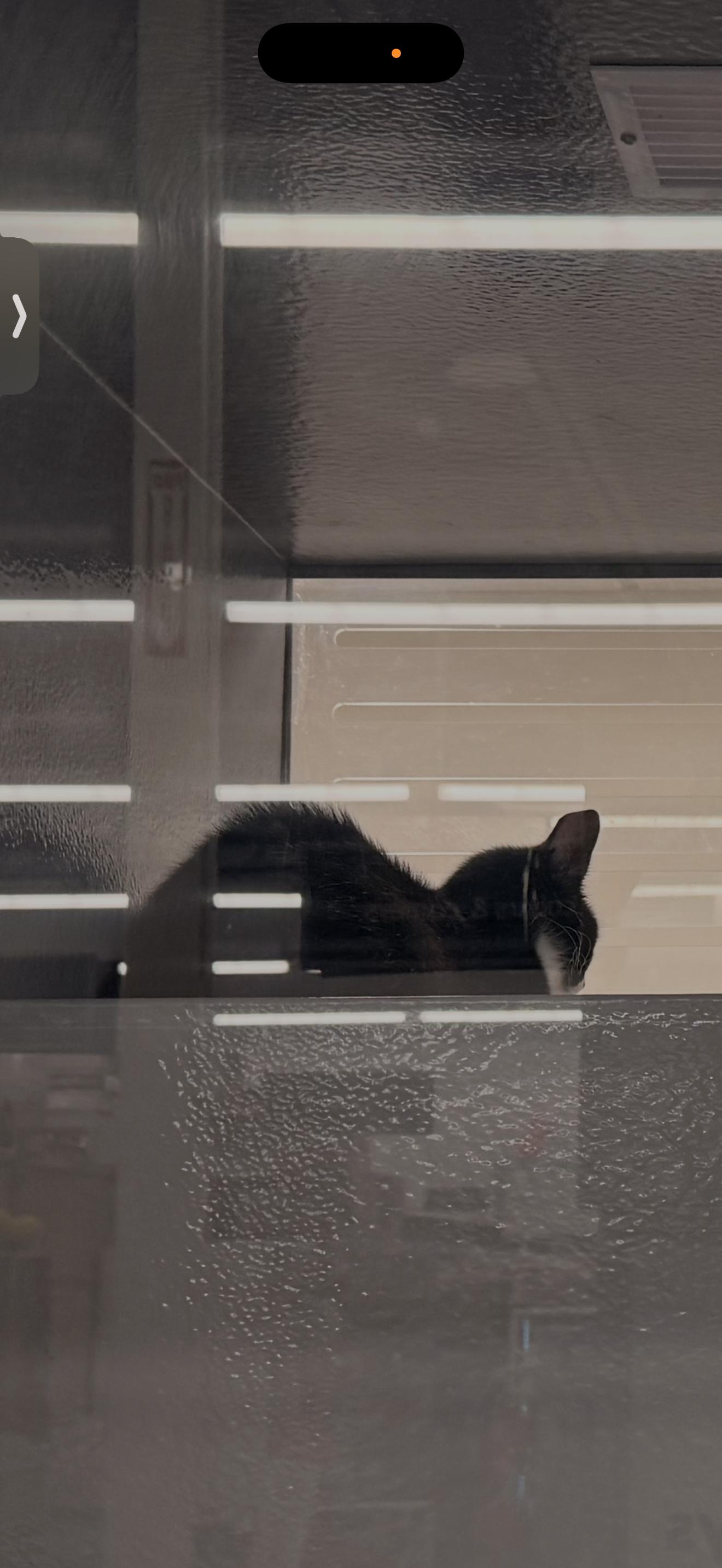 Eloise, Adoptable, Young Female Domestic Short Hair.