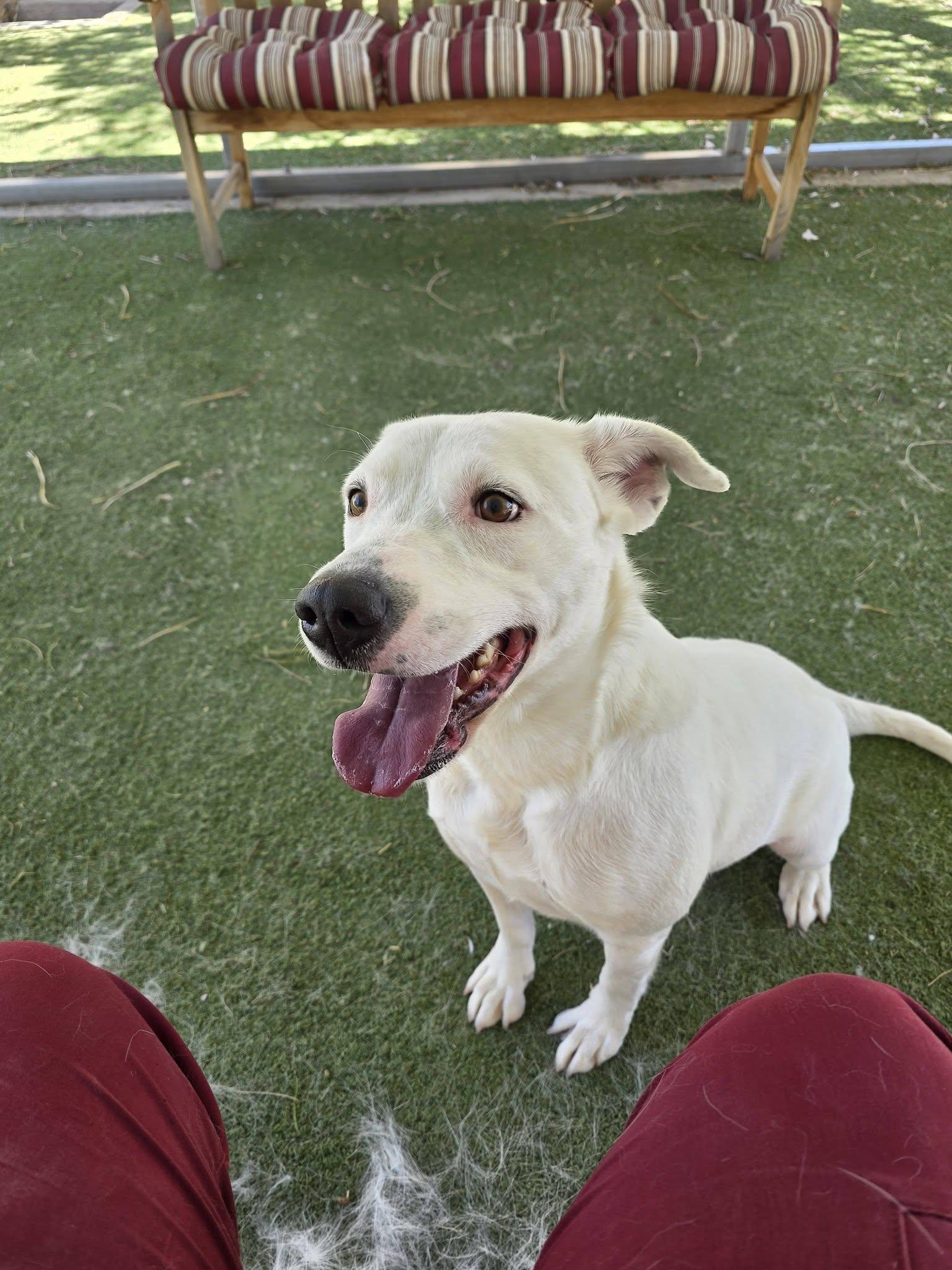 26-90, ADOPTABLE, Adult Female Yellow Labrador Retriever.