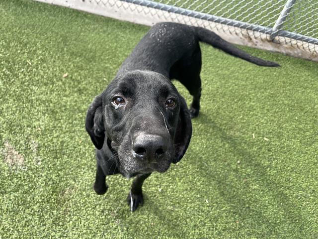 BUDDY, Adoptable, Adult Male Labrador Retriever & Plott Hound.