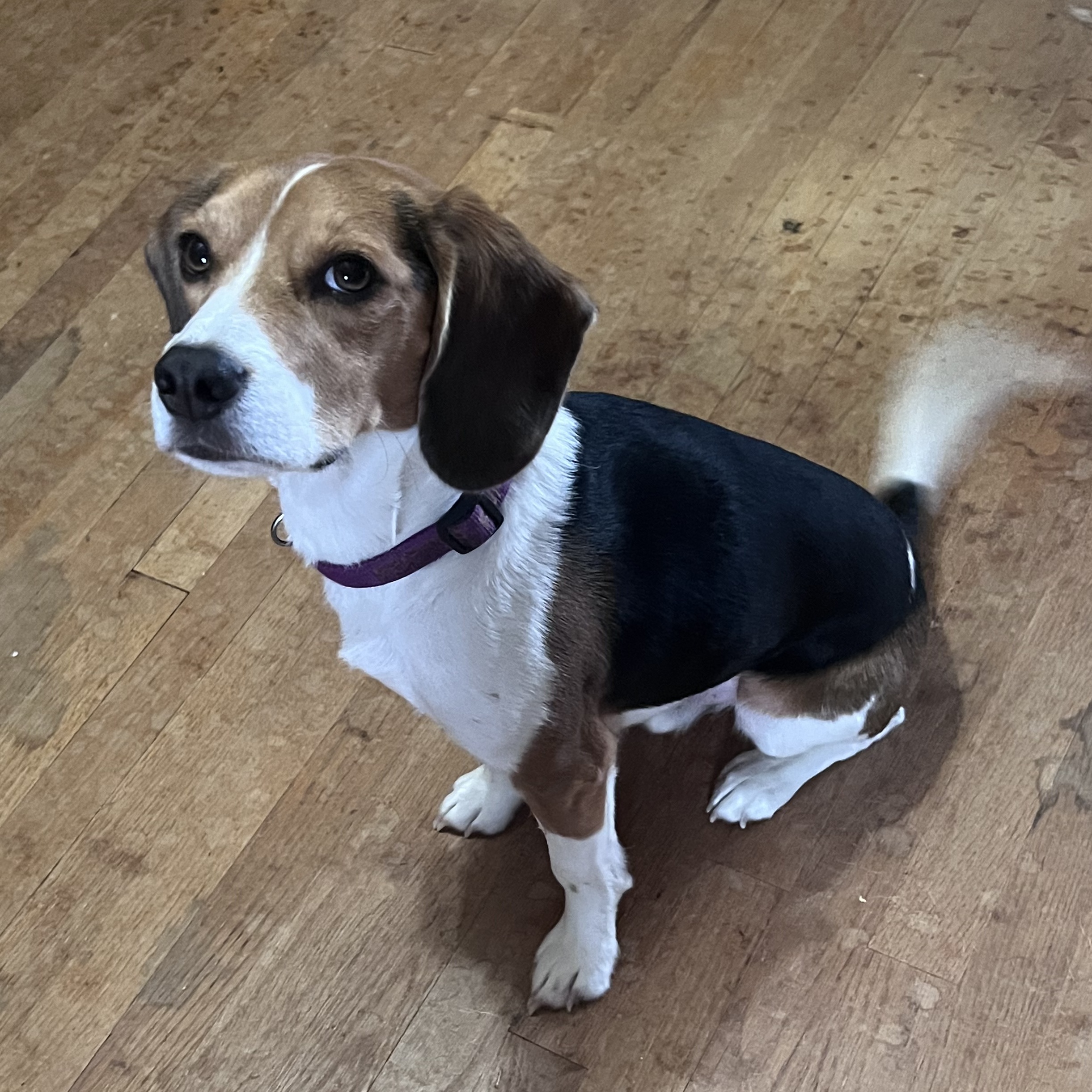 Pluto, Adopted, Young Male Beagle.