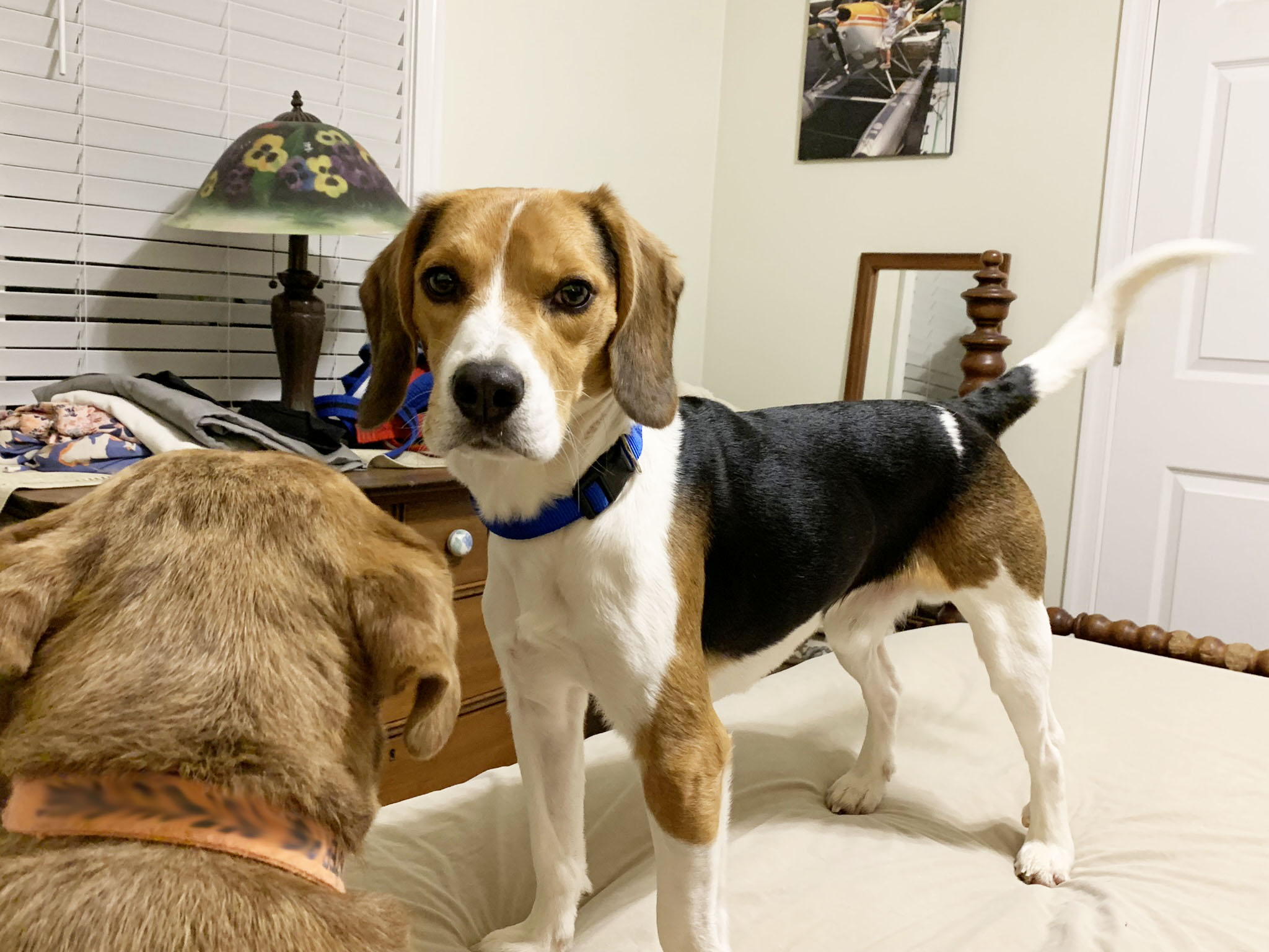 Pluto, a Adopted mixed breed in Midlothian, VA image 3/3