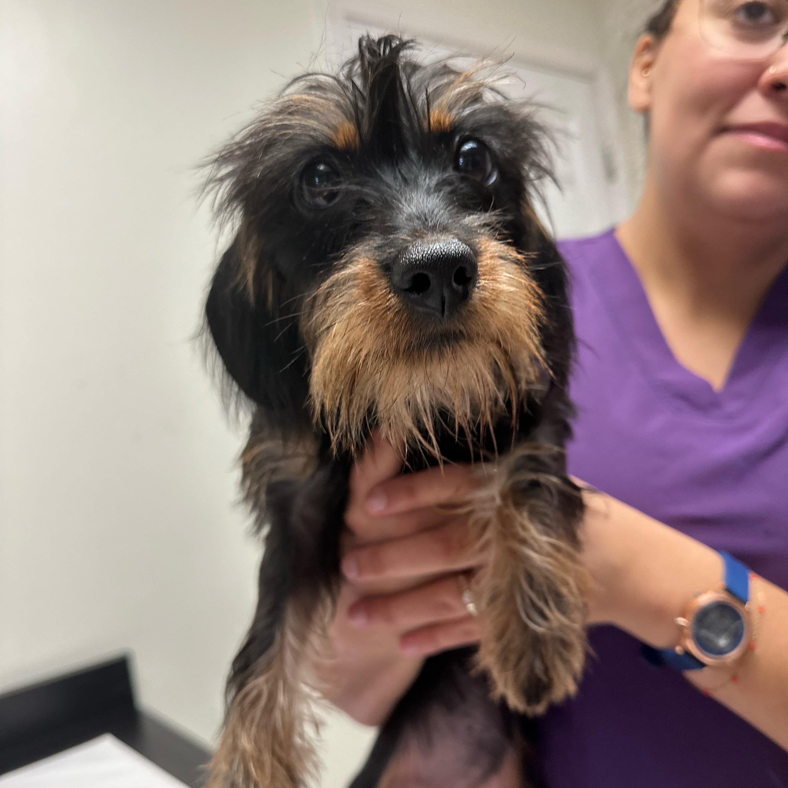 Enlarge Pico, an adopted mixed breed in Seneca, SC image 1/1