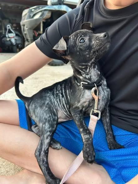 Jill, Adoptable, Puppy Female Chihuahua & Mixed Breed.