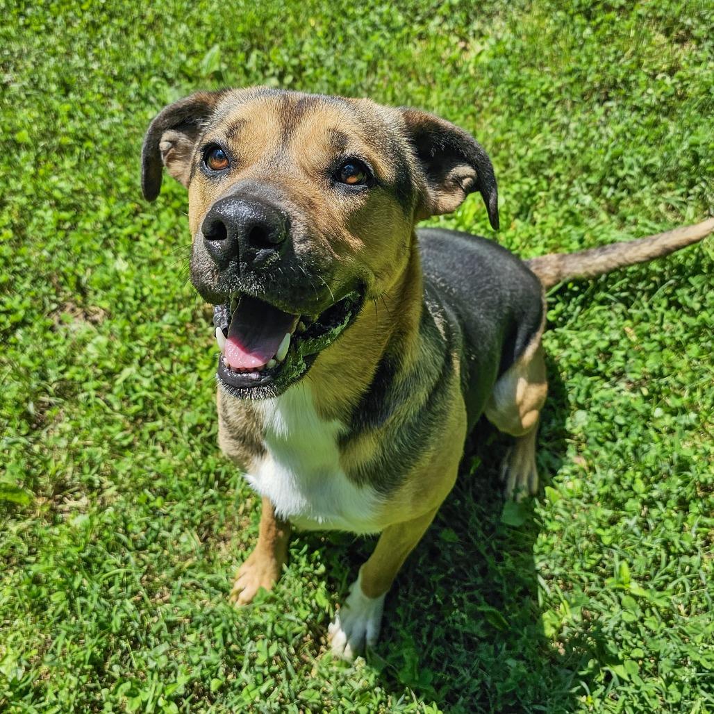 Enlarge Waffles, a Adoptable Hound in Versailles, KY image 1/6