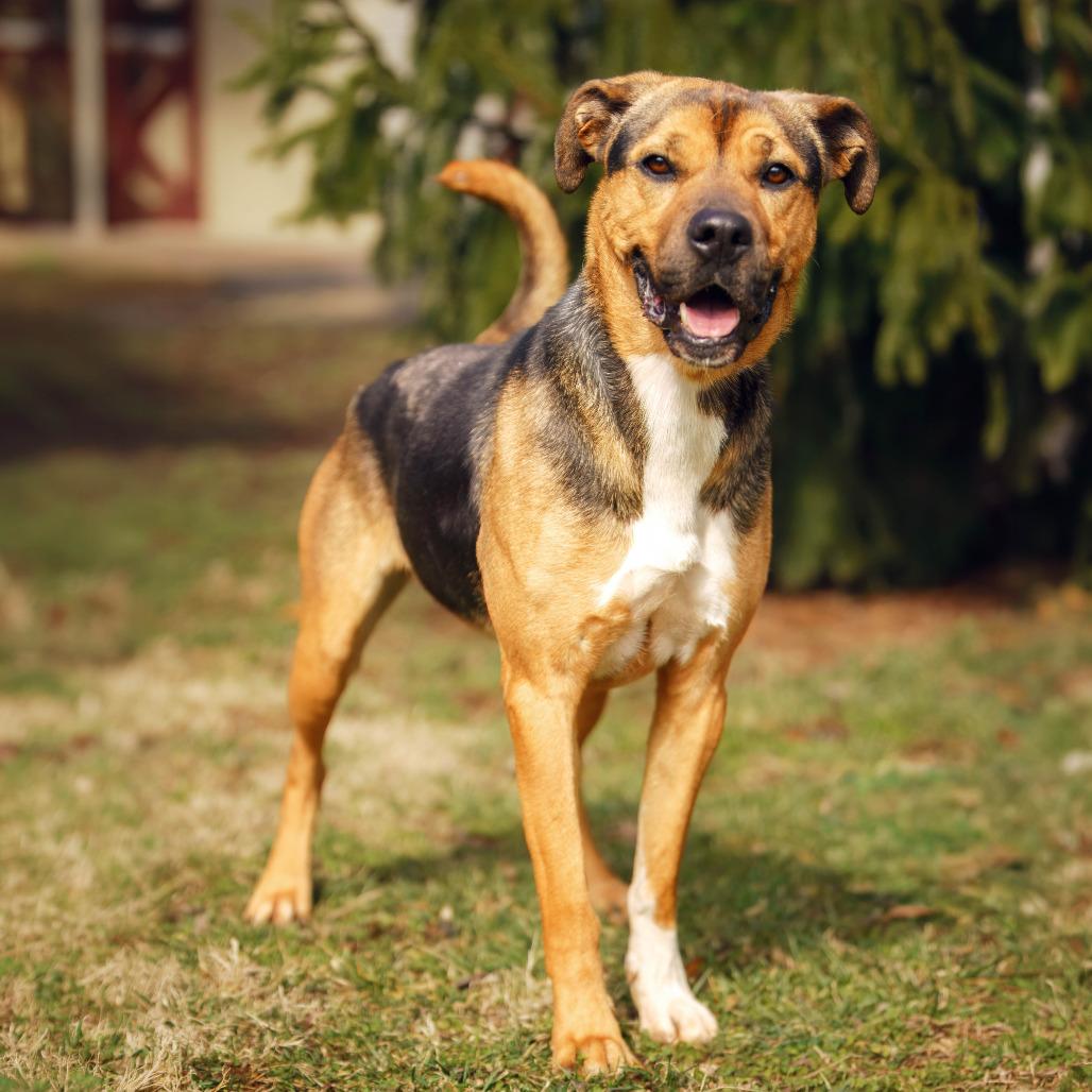 Enlarge Waffles, a Adoptable Hound in Versailles, KY image 2/6