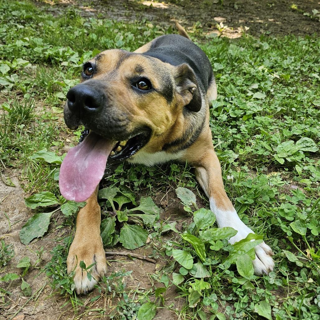 Enlarge Waffles, a Adoptable Hound in Versailles, KY image 3/6