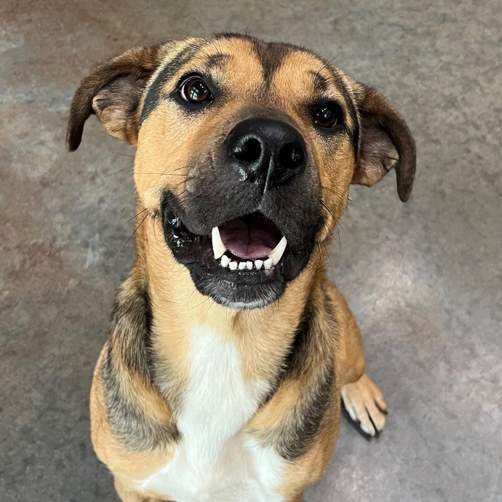Enlarge Waffles, a Adoptable Hound in Versailles, KY image 4/6