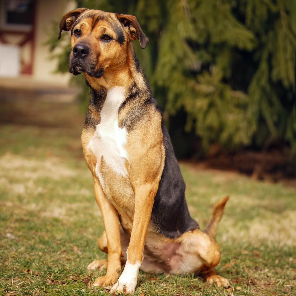 Enlarge Waffles, a Adoptable Hound in Versailles, KY image 5/6