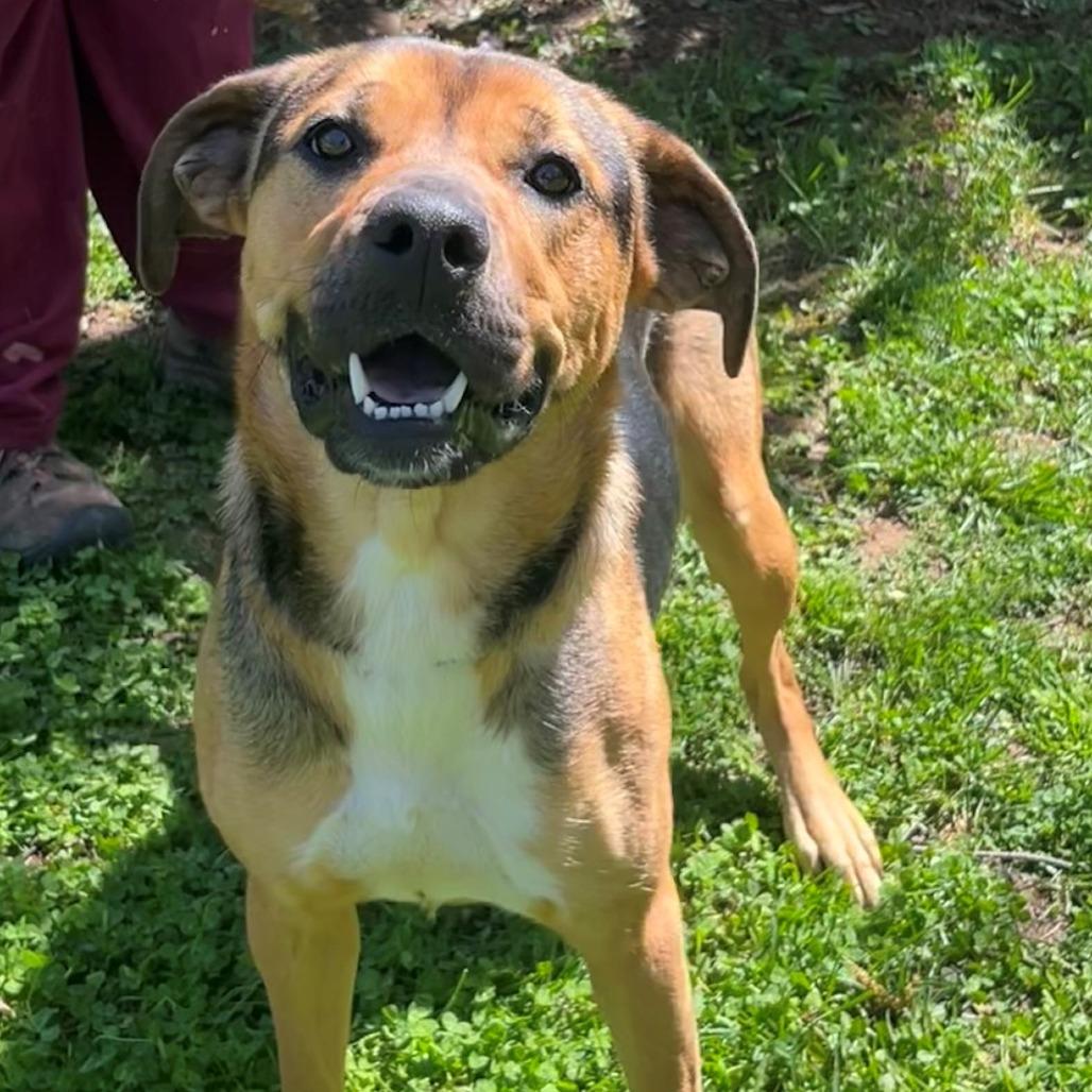 Enlarge Waffles, a Adoptable Hound in Versailles, KY image 6/6