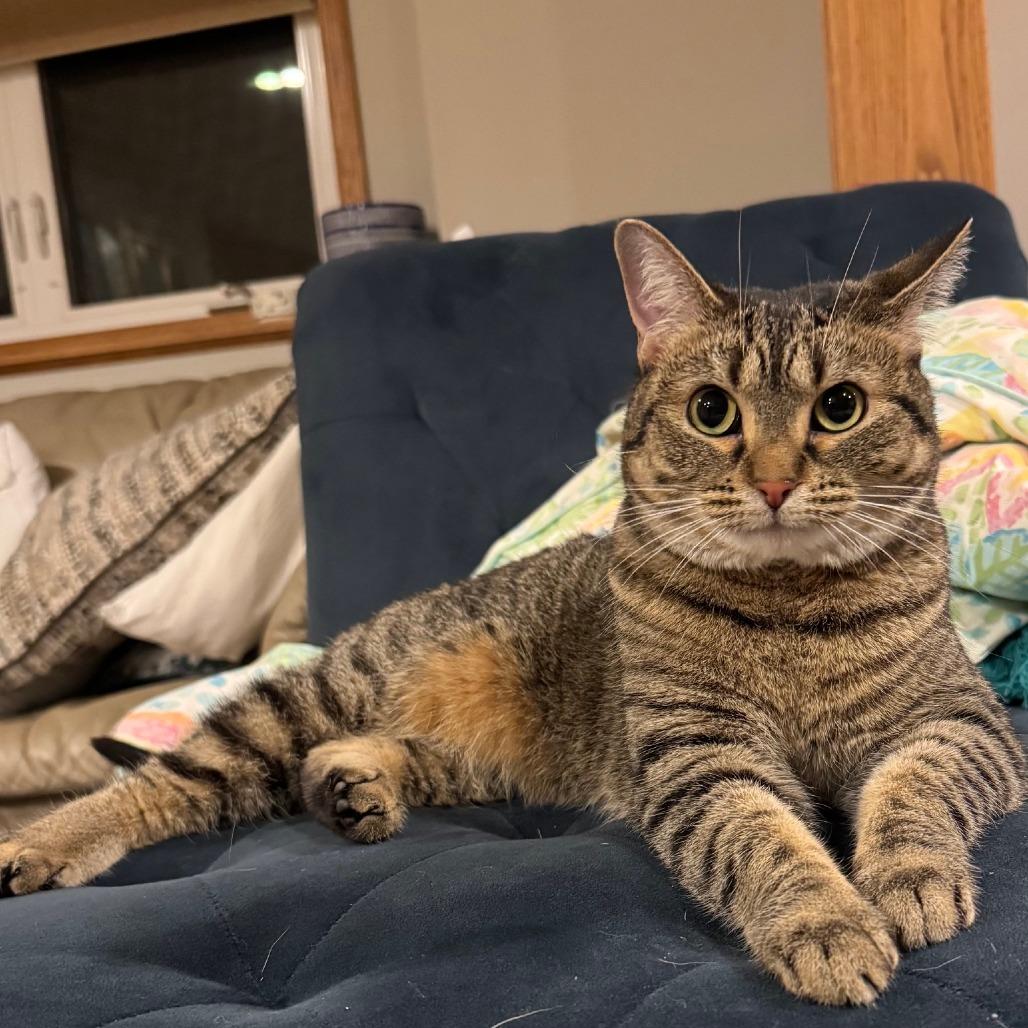Posie C10400, a Adoptable Domestic Short Hair in Princeton, MN image 1/3