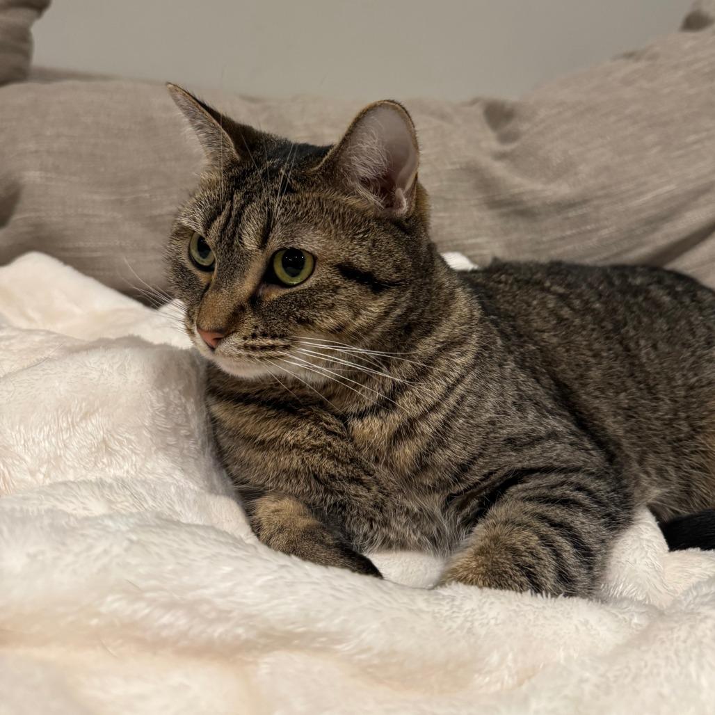 Posie C10400, a Adoptable Domestic Short Hair in Princeton, MN image 2/3
