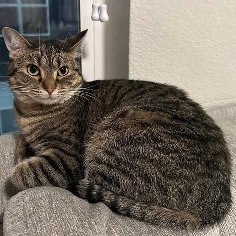 Posie C10400, Adoptable, Young Female Domestic Short Hair.