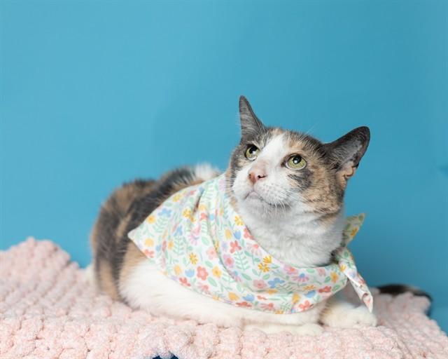 Enlarge CALI, a Adoptable Domestic Short Hair in Ames, IA image 1/1
