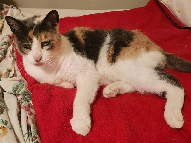 Enlarge CALI, a Adoptable Domestic Short Hair in Ames, IA image 1/1