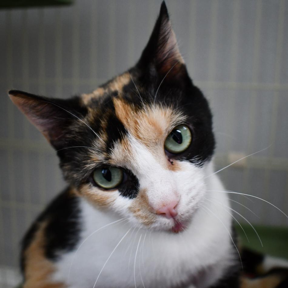 Esther, a Adoptable Domestic Short Hair in Johnson City, TN image 1/3