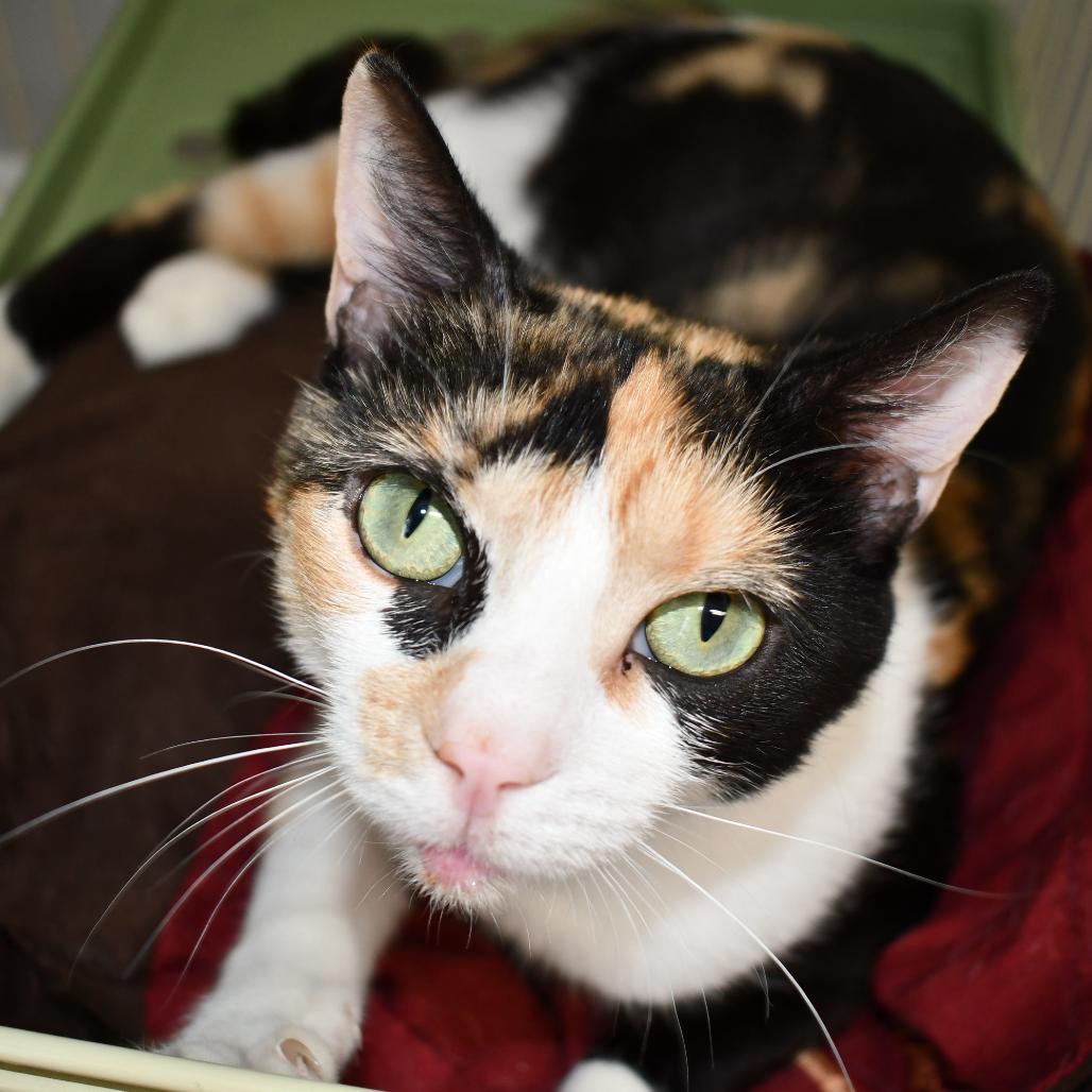 Esther, a Adoptable Domestic Short Hair in Johnson City, TN image 2/3