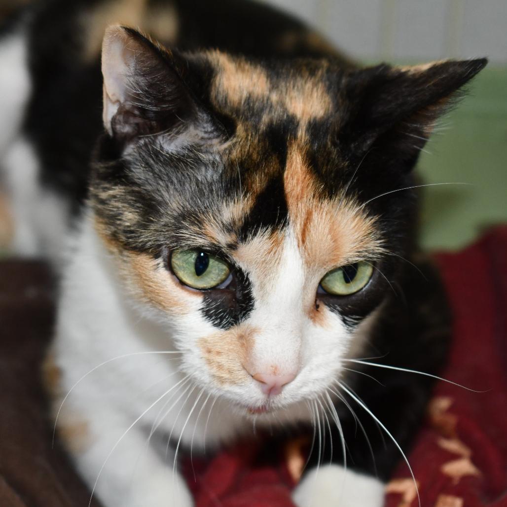 Esther, a Adoptable Domestic Short Hair in Johnson City, TN image 3/3