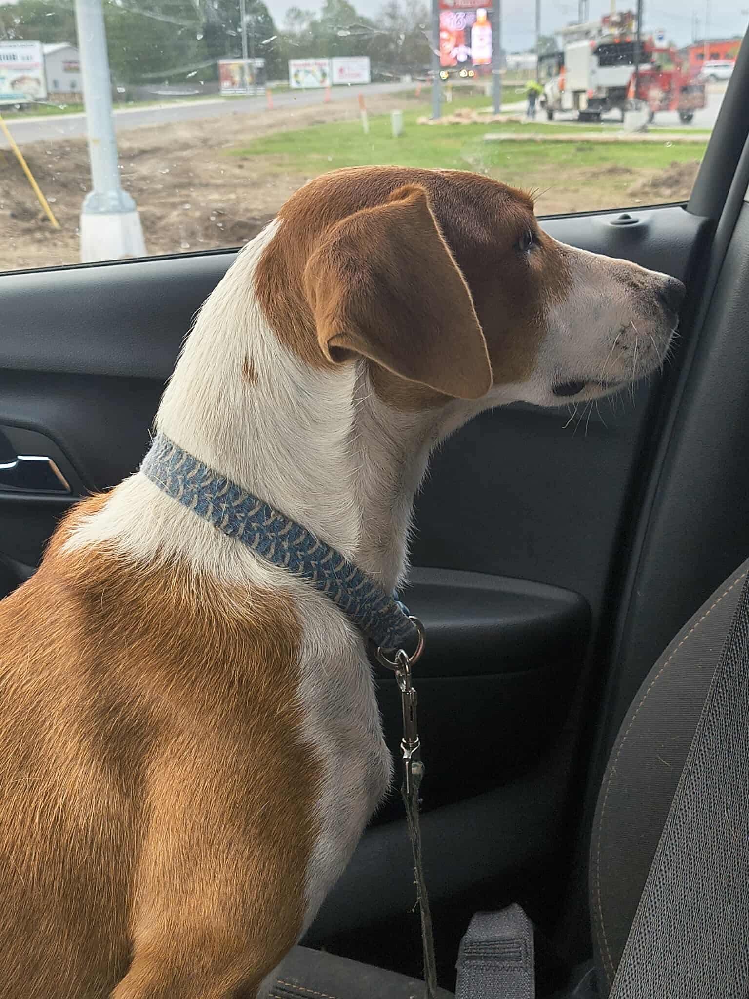 Oma, Adoptable, Adult Female Jack Russell Terrier & Foxhound.