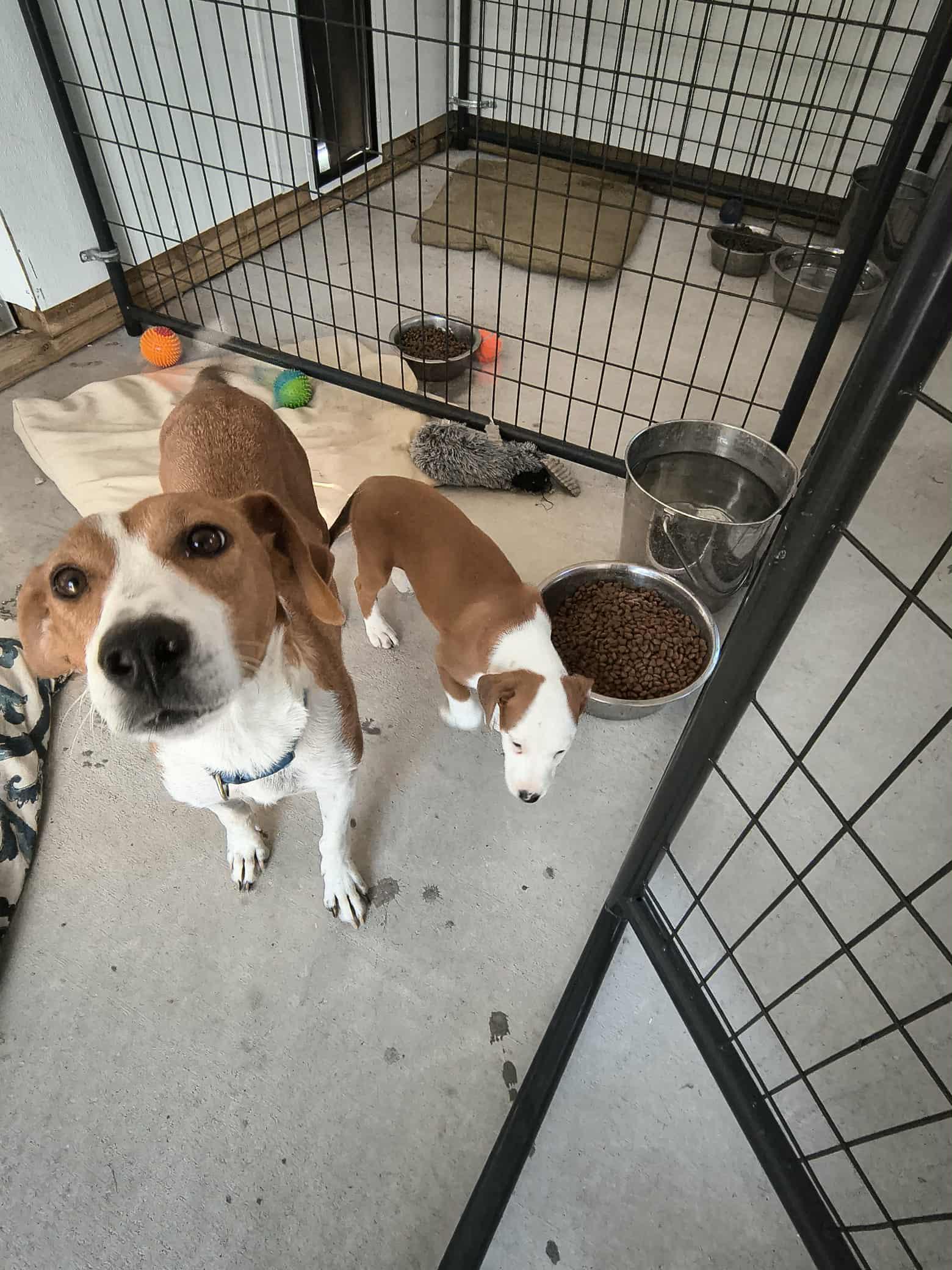 Enlarge Oma, a Adoptable mixed breed in Stover, MO image 2/3