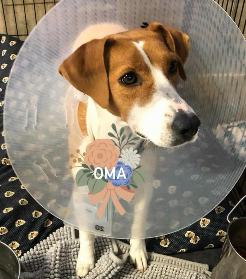 Enlarge Oma, a Adoptable mixed breed in Stover, MO image 3/3