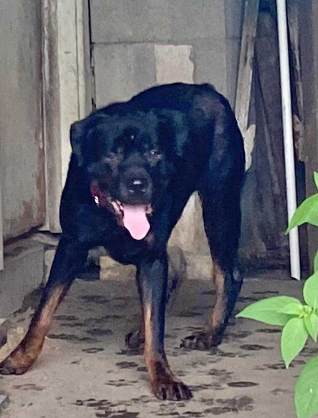 Enlarge Agar - Ball Tossing is My Thing, a Adoptable Rottweiler in Rootstown, OH image 1/3