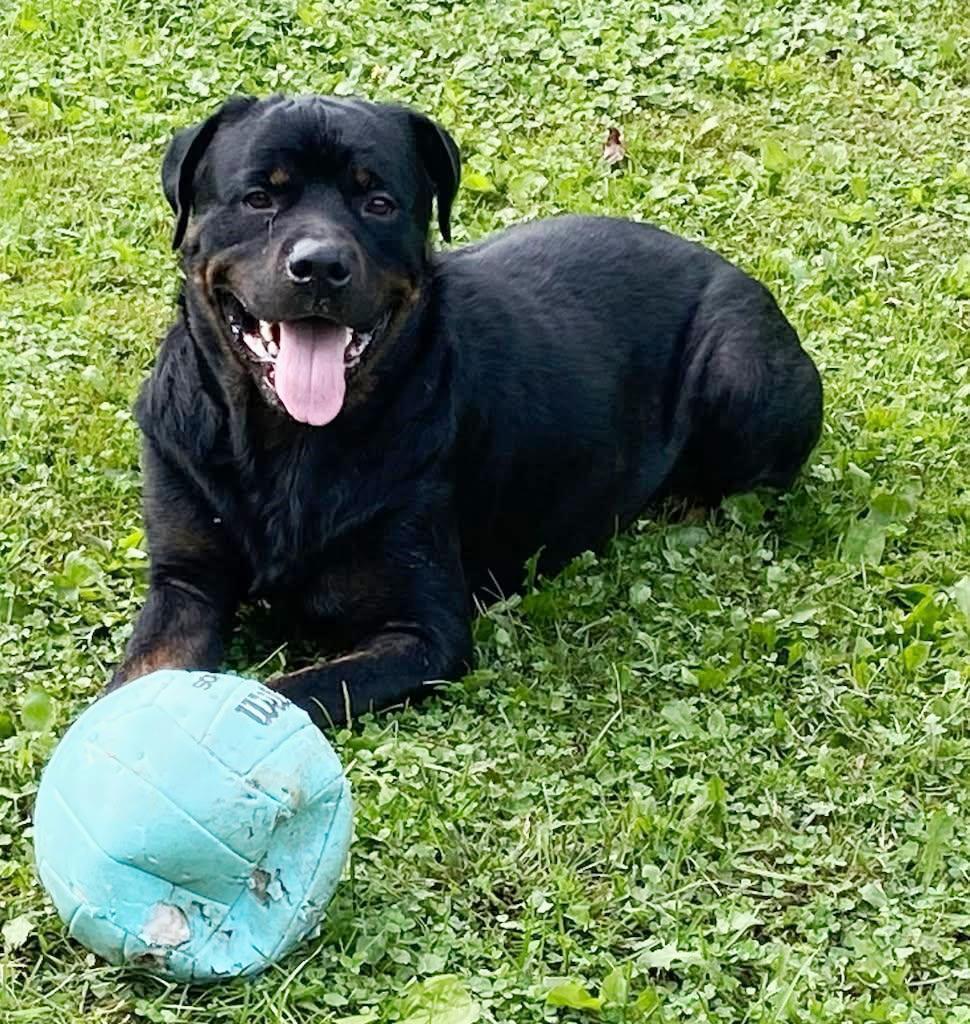 Enlarge Agar - Ball Tossing is My Thing, a Adoptable Rottweiler in Rootstown, OH image 2/3