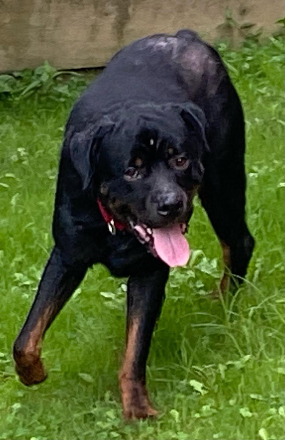 Enlarge Agar - Ball Tossing is My Thing, a Adoptable Rottweiler in Rootstown, OH image 3/3
