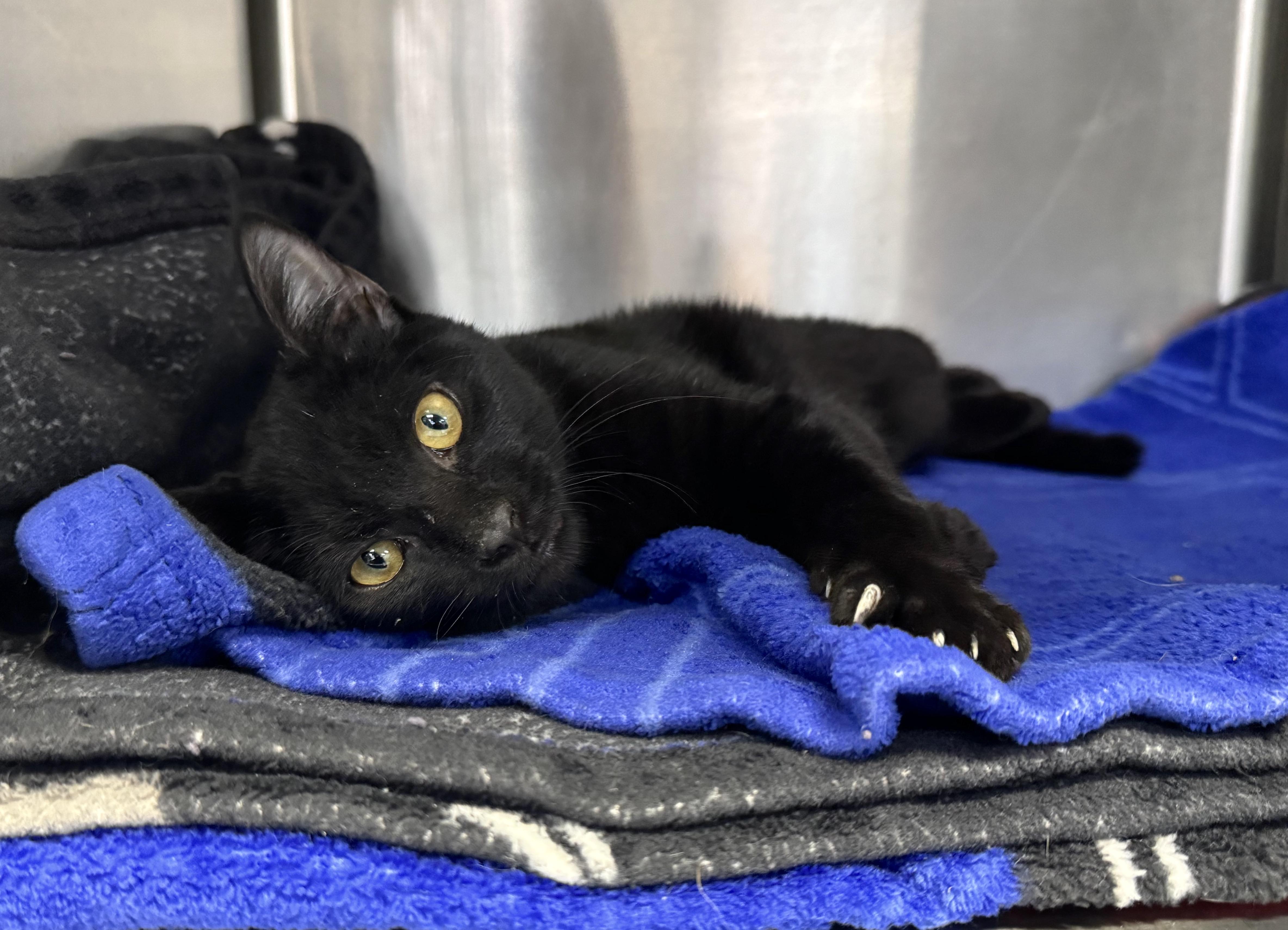 Salem, Adoptable, Young Male Domestic Short Hair.
