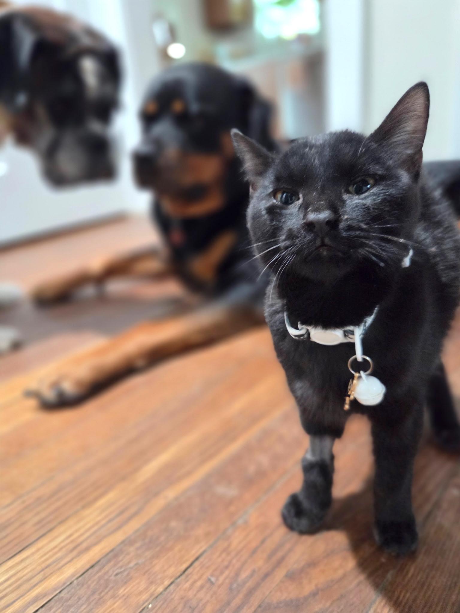 Enlarge Salem, a Adoptable Domestic Short Hair in Savannah, GA image 4/4