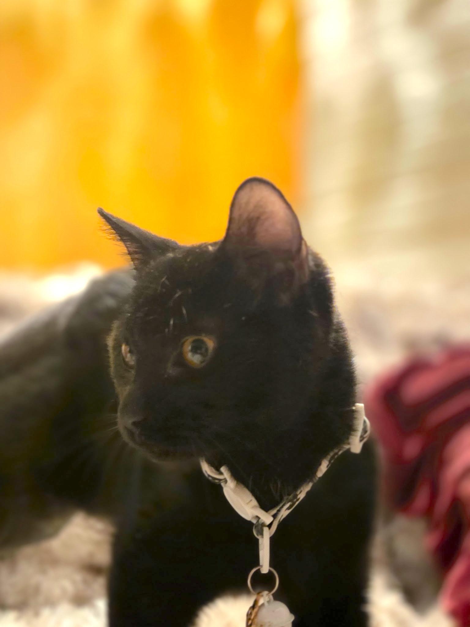 Enlarge Salem, a Adoptable Domestic Short Hair in Savannah, GA image 2/4