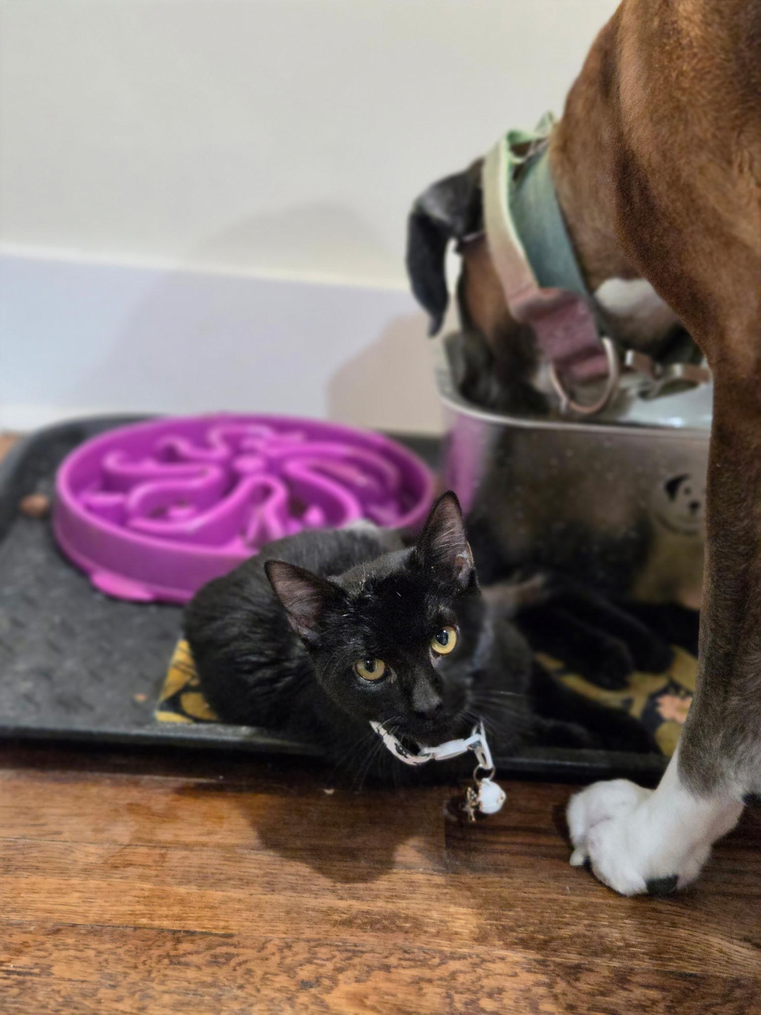 Enlarge Salem, a Adoptable Domestic Short Hair in Savannah, GA image 3/4