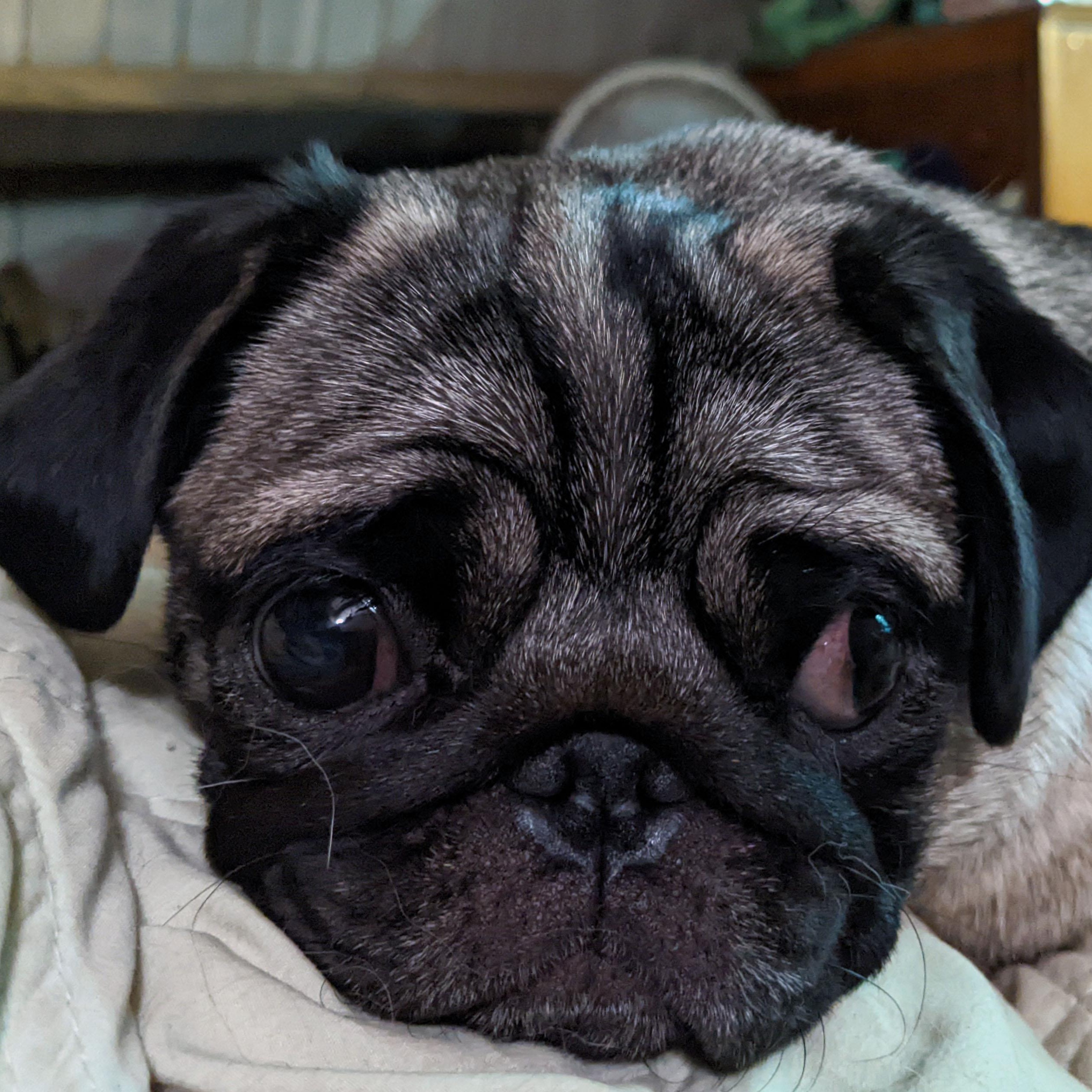 Coco, a Adoptable Pug in Chehalis, WA image 2/3