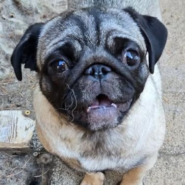 Coco, a Adoptable Pug in Chehalis, WA image 1/3