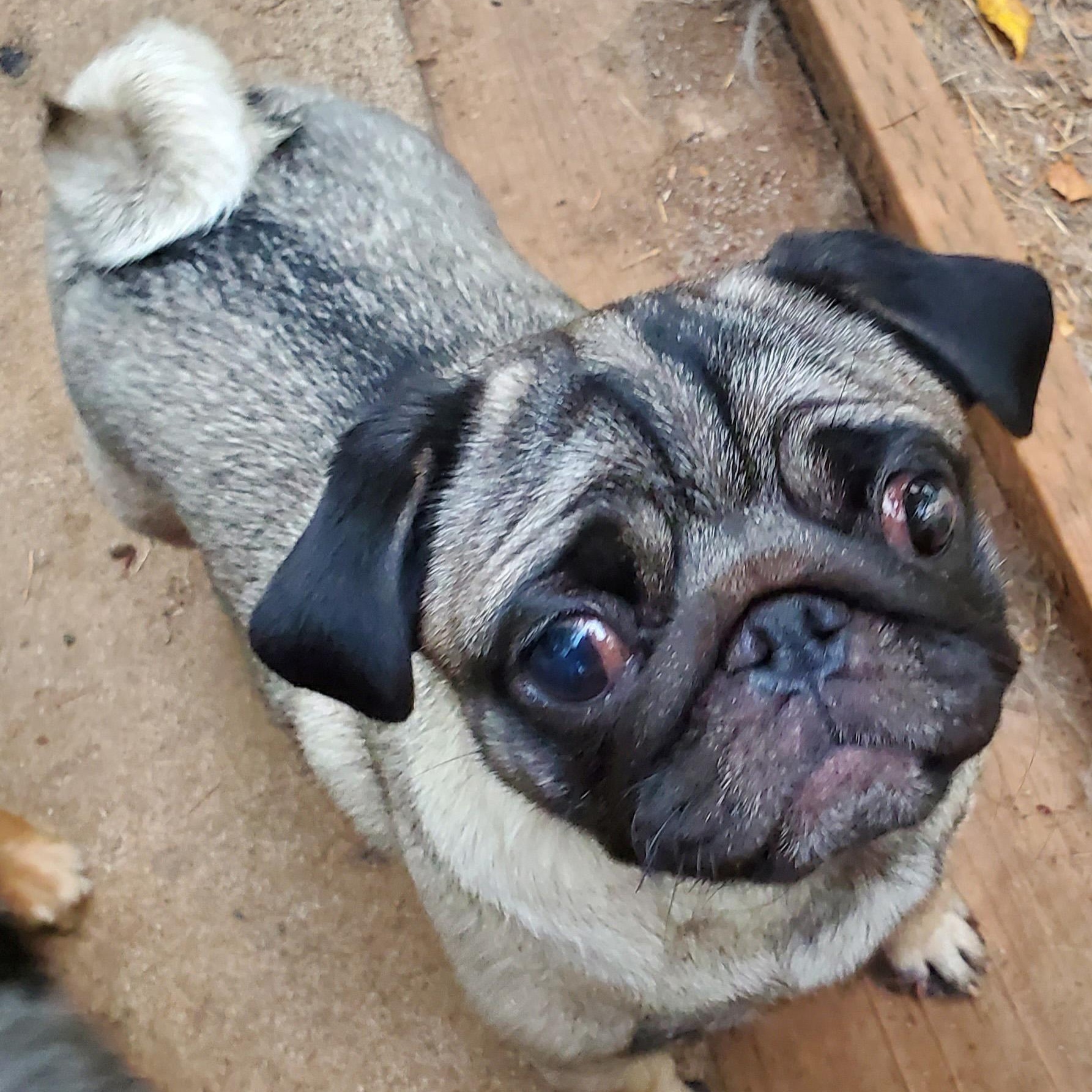 Coco, a Adoptable Pug in Chehalis, WA image 3/3