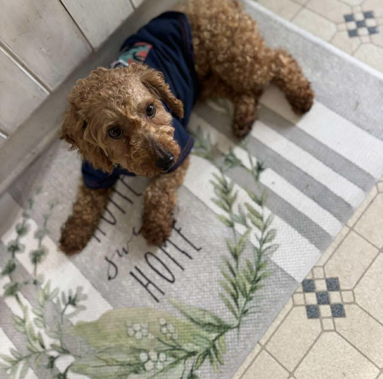 Fletch, Adoptable, Adult Male Goldendoodle.