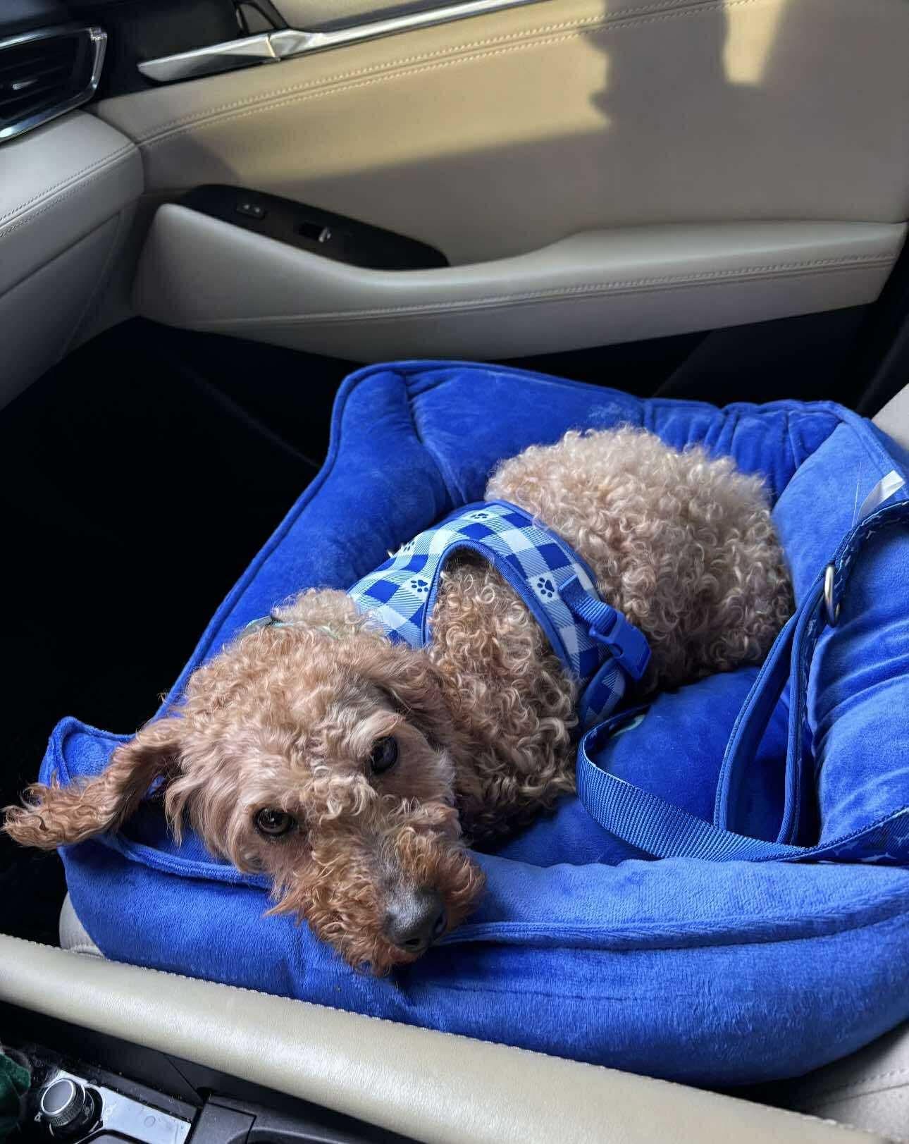 Fletch, a Adoptable mixed breed in Eagleville, TN image 2/2